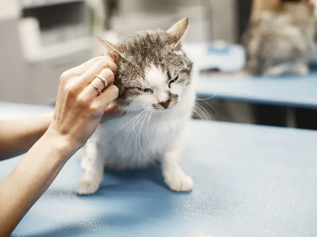 Dokter hewan memeriksa telinga kucing
