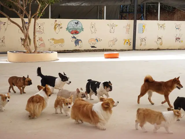 Anjing bermain di area penitipan hewan