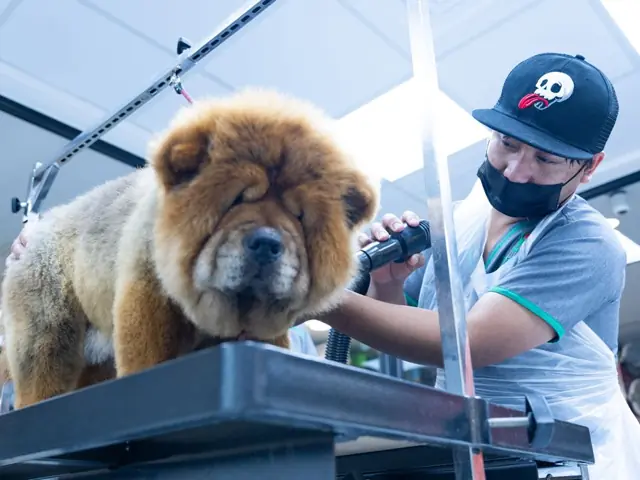 Groomer merawat anjing di klinik hewan